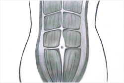 Rectus Abdominis